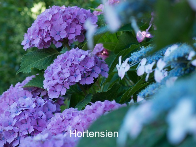 Hortensie2