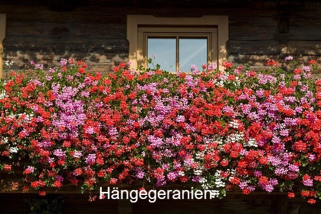 Hängegeranien