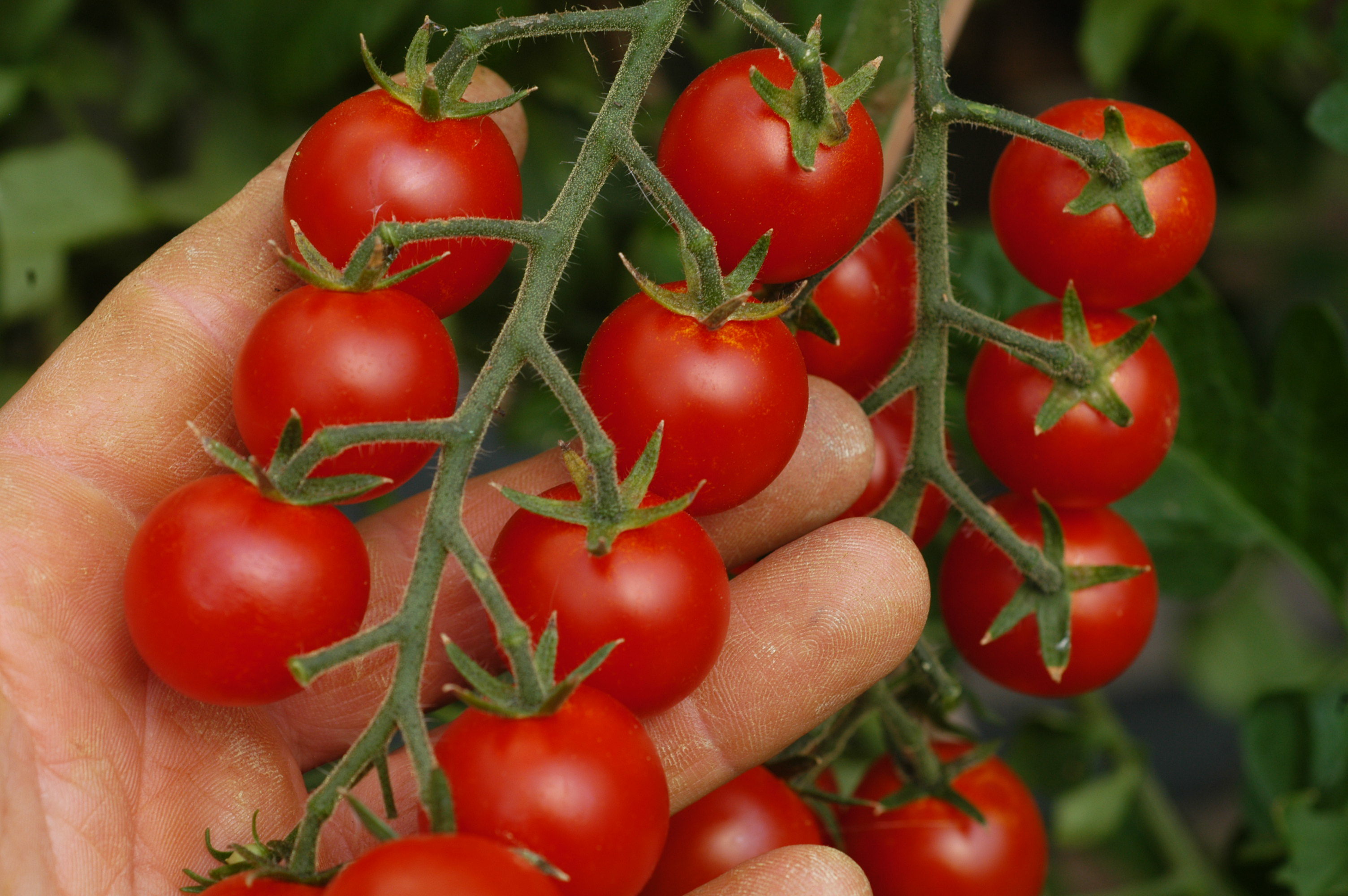 Tomatenrispe