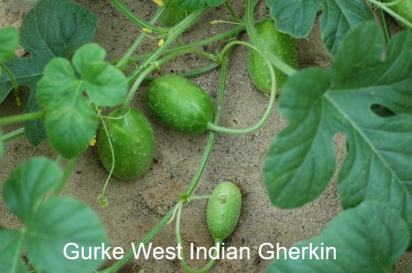 West Indian Gherkin1a