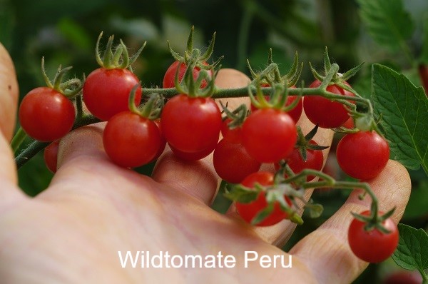 Wildtomate Peru2a