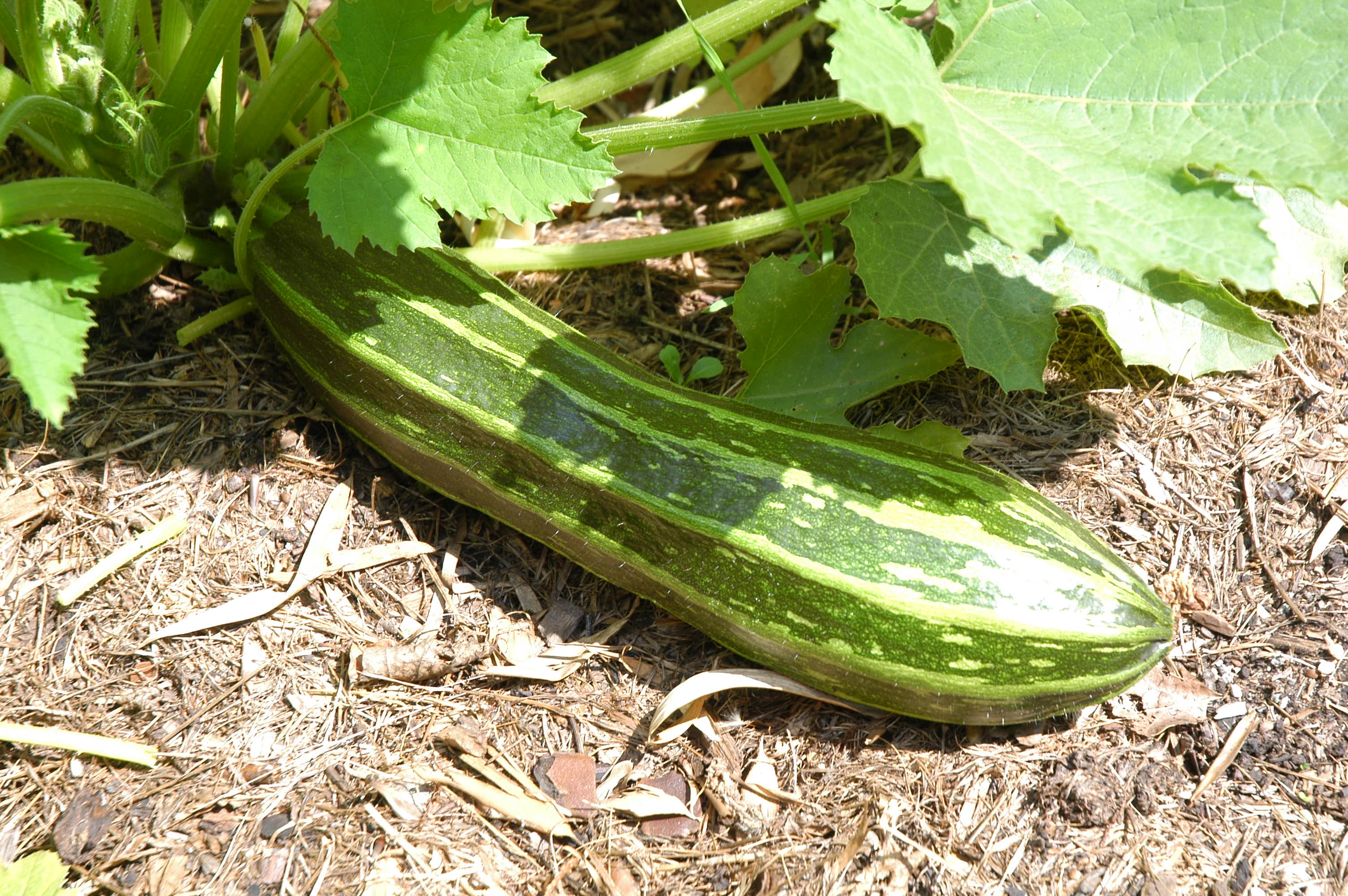 Zucchino gestreift